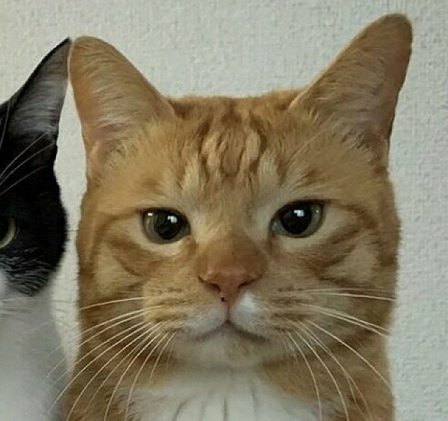 파스타마리오 이미지