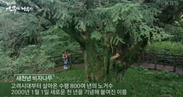 르토아베이스먼트 이미지