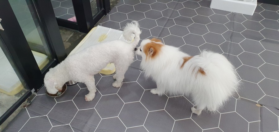 쁘띠펫 이미지