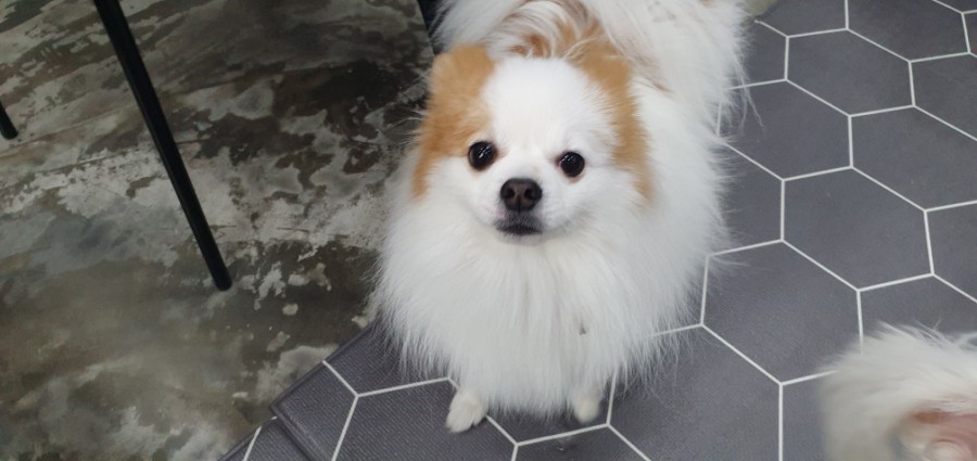 쁘띠펫 이미지