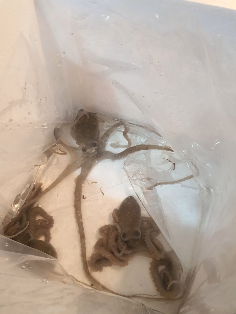 산낙지촌 이미지