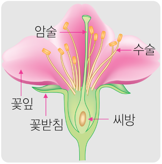 달콤열매 이미지