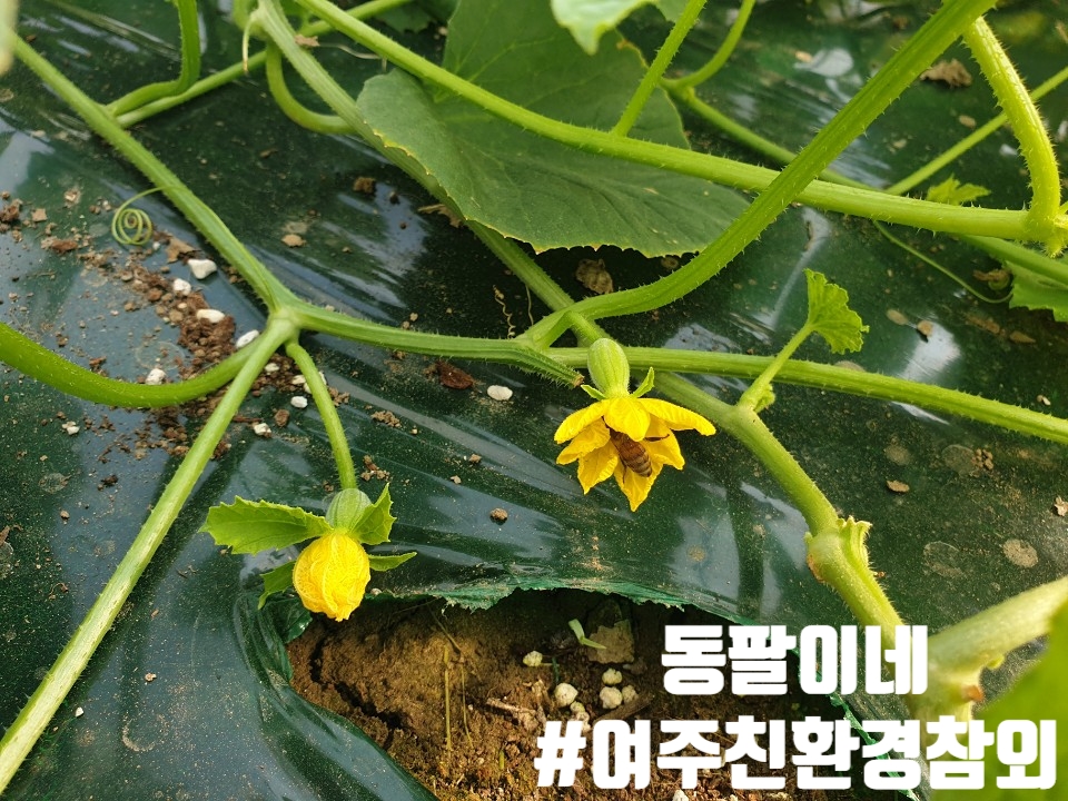동팔이네 이미지