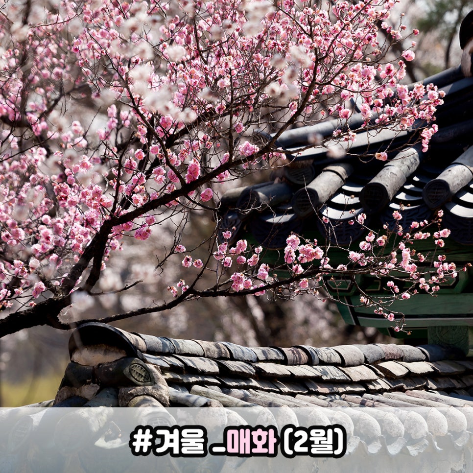 한림꽃농원 이미지