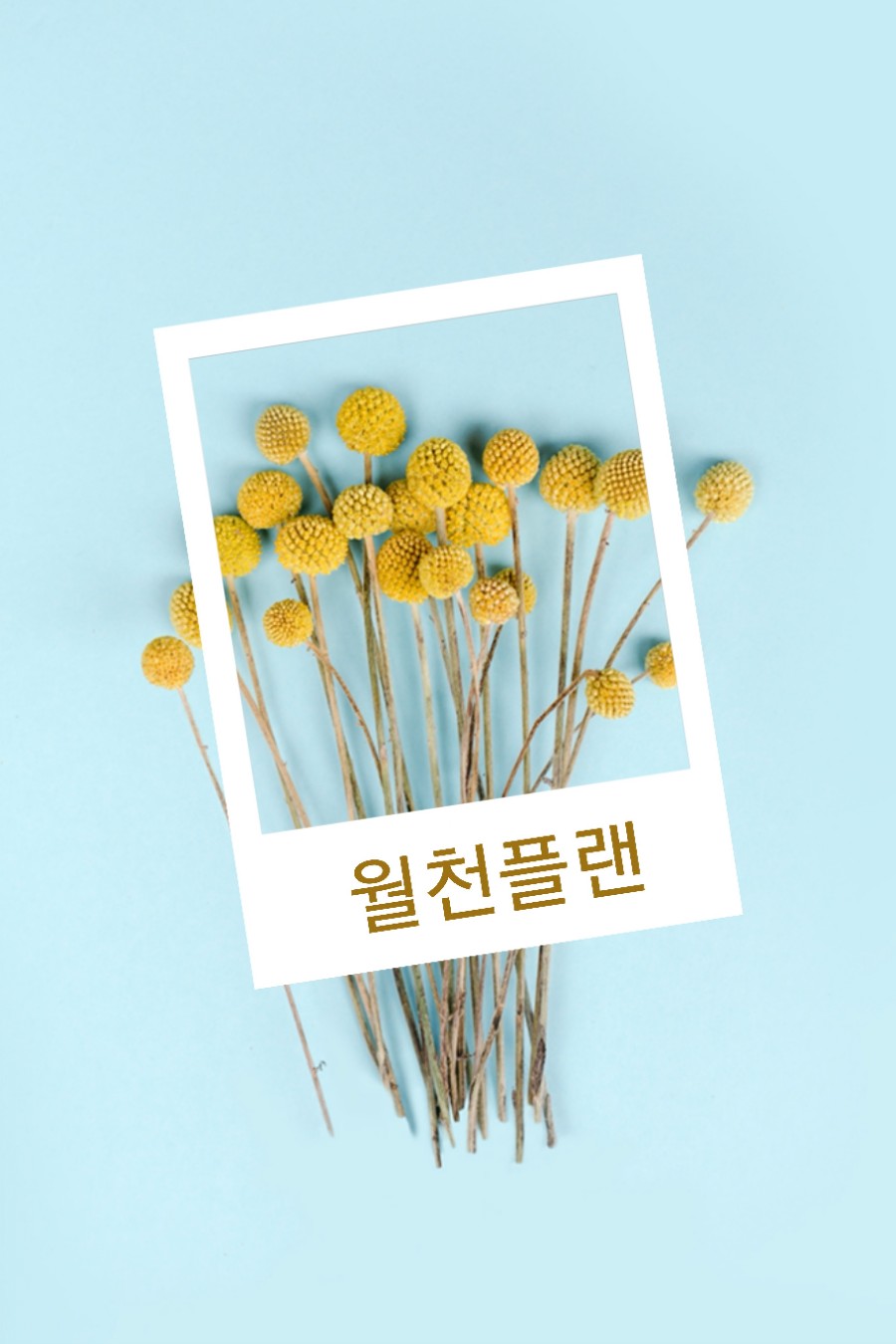 리베르니A플러스 이미지