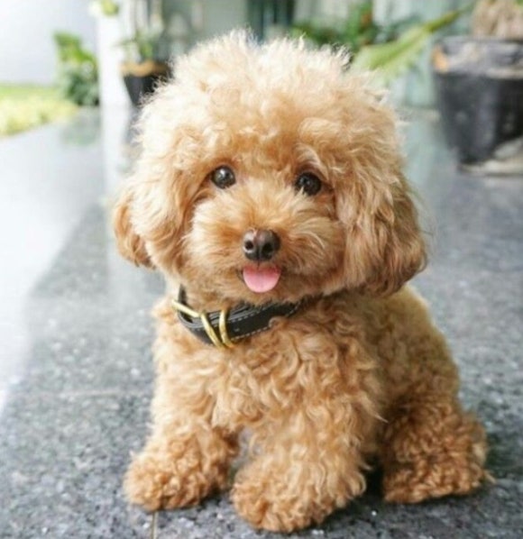 호치민칼디커피 이미지