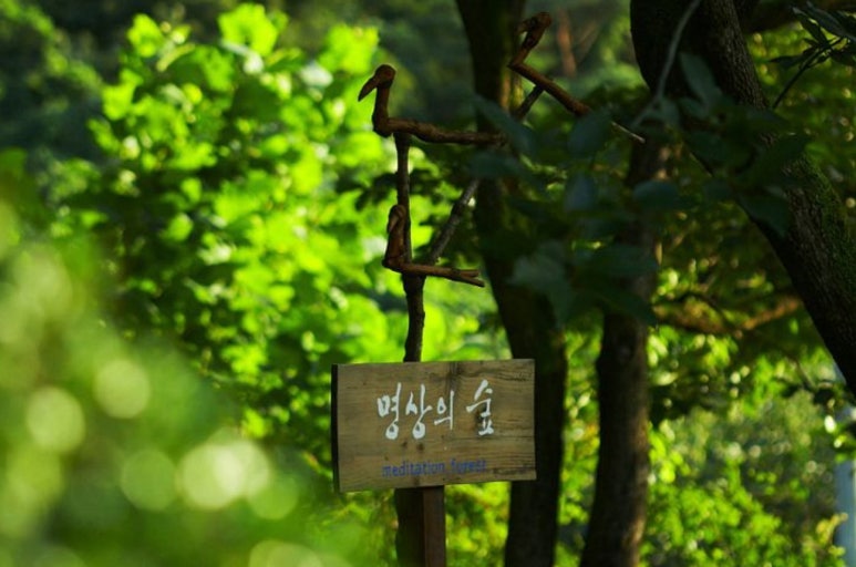 자라난 약초 이미지