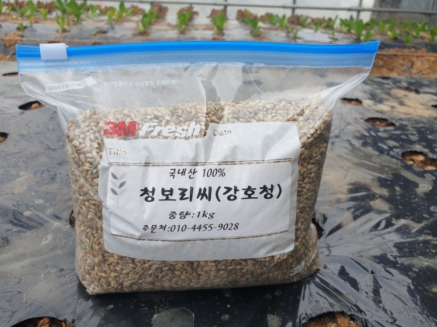 보리씨 이미지