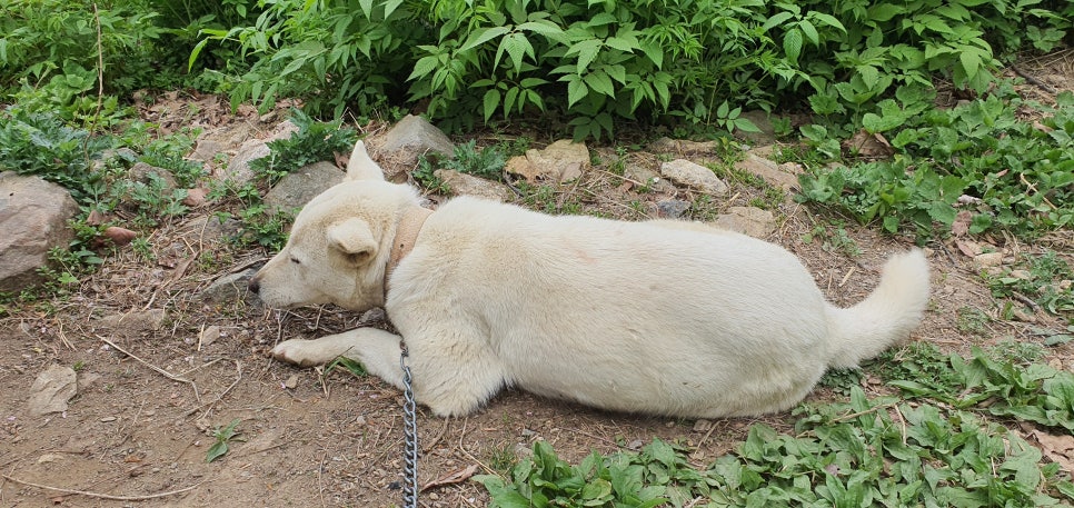 명랑전파사 이미지
