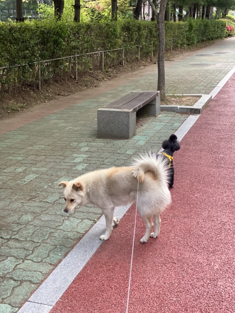 꼬리벼리 이미지