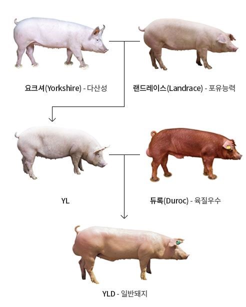 다돼지 이미지