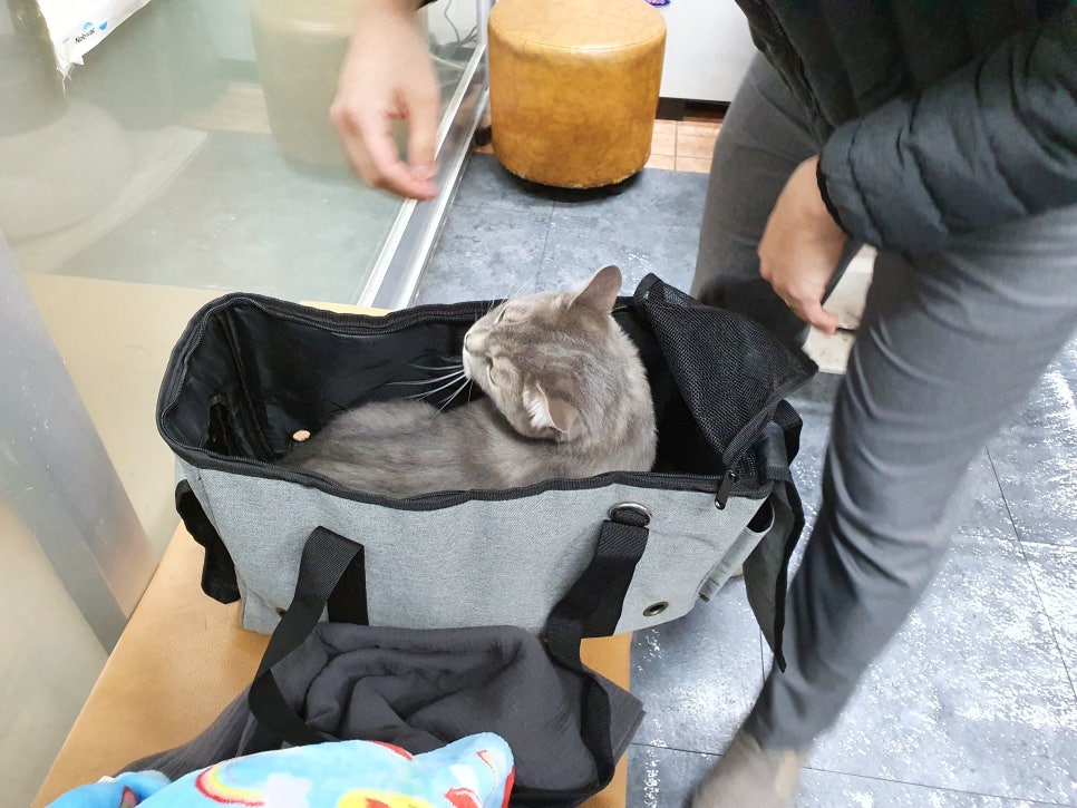 고양이 건강검진 후기: 서진동물병원 비용 및 결과