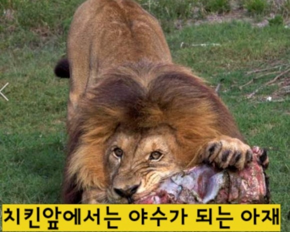 비바랜드치킨 이미지