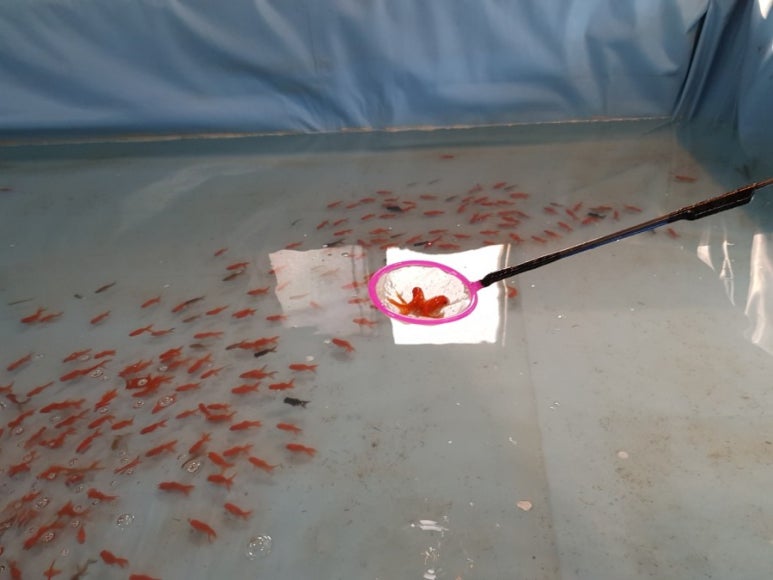 가평송어횟집 이미지