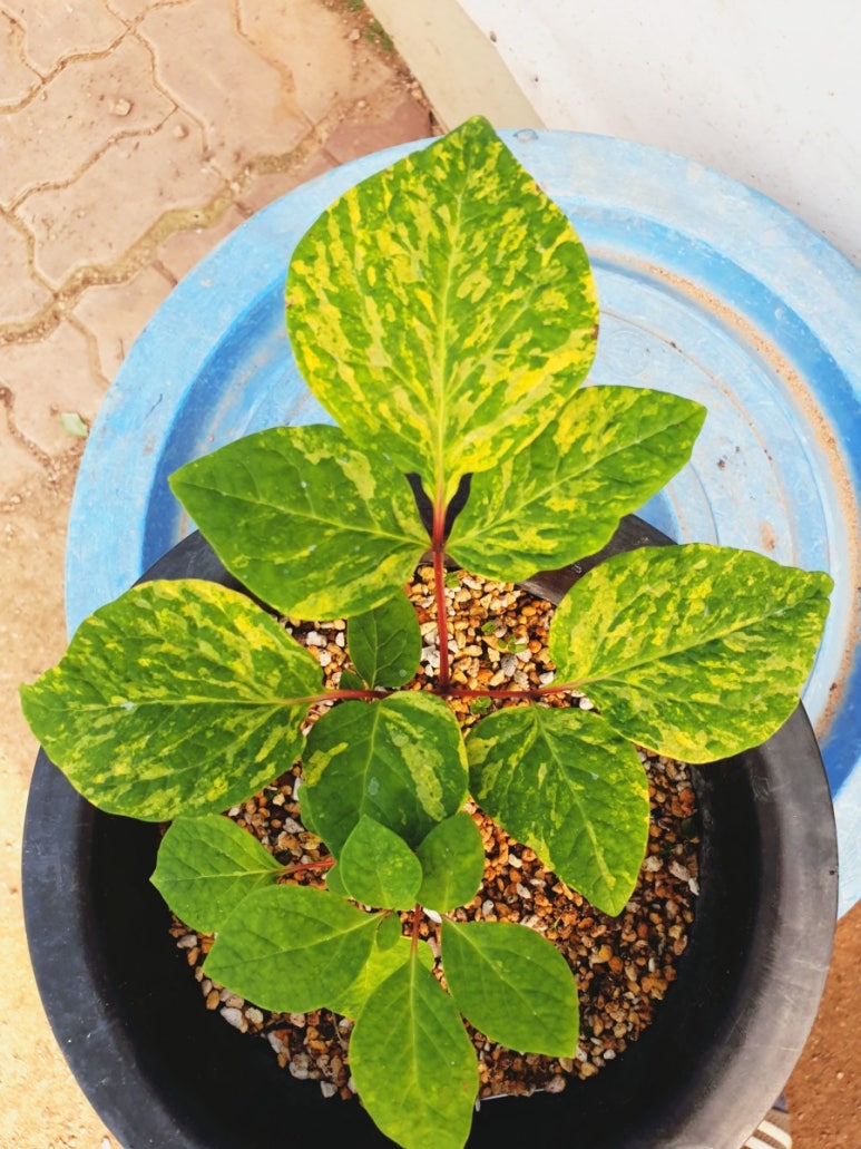 기라성 이미지