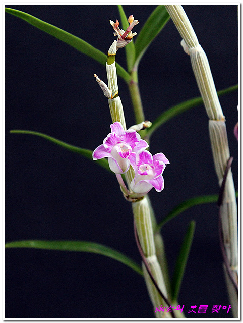 미묘,花 이미지
