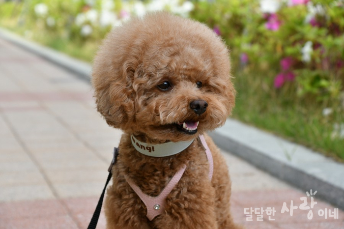 르메이애견 이미지