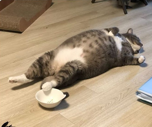 홍장어 이미지