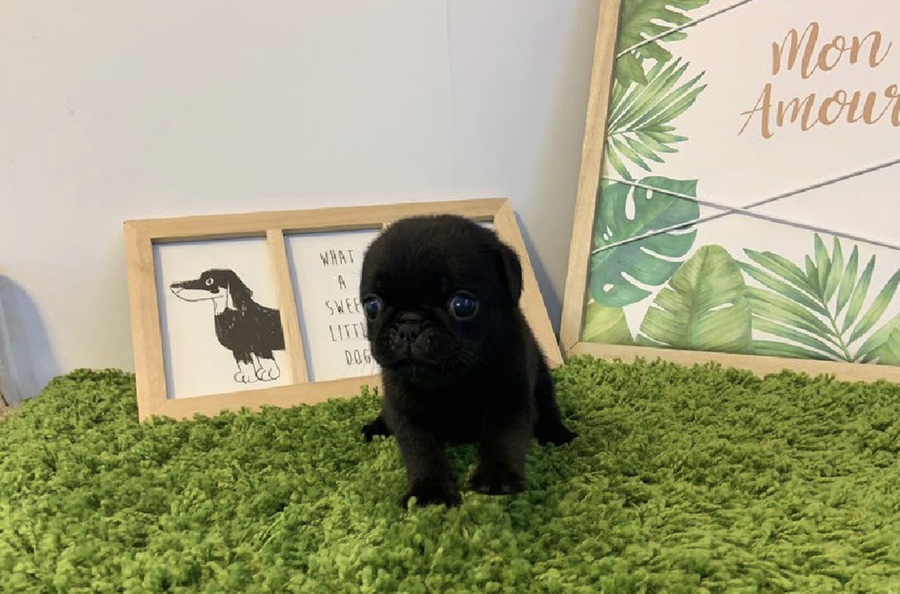 빼로(perro) 이미지