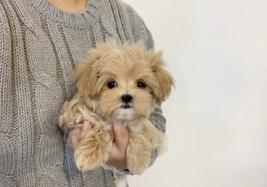 빼로(perro) 이미지