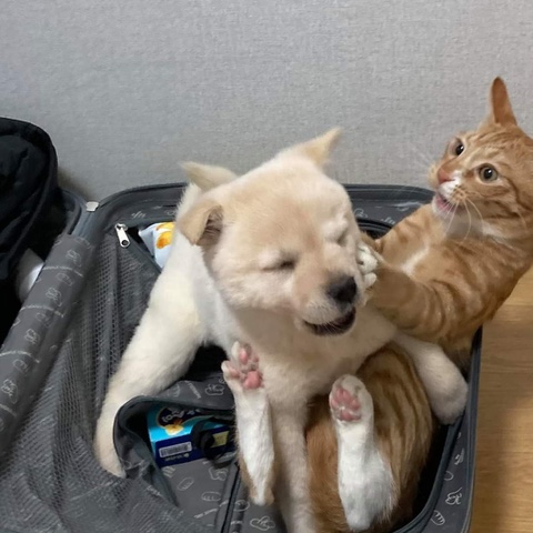 로그피트니스 이미지