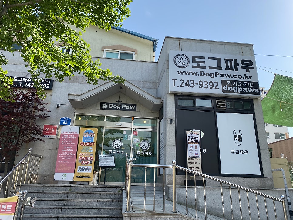 도그파우 이미지