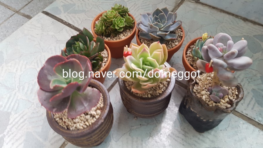 가시와다육이 이미지