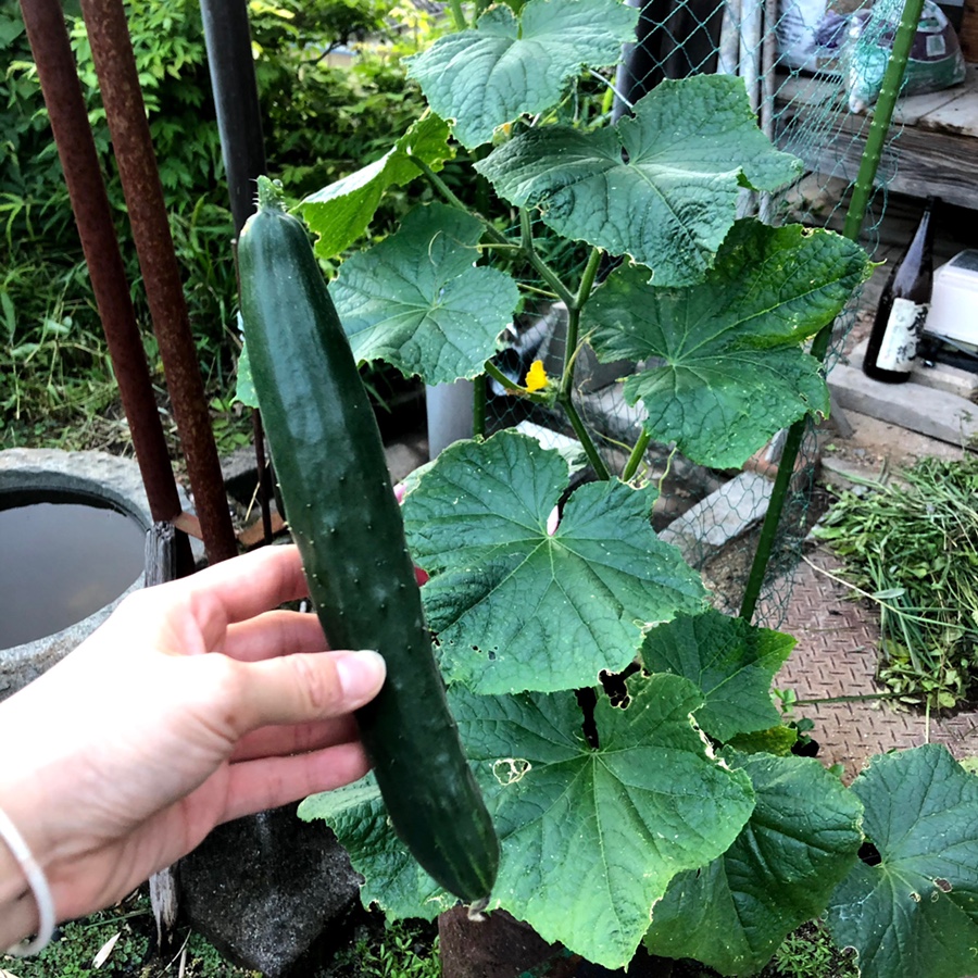 고향야채 이미지