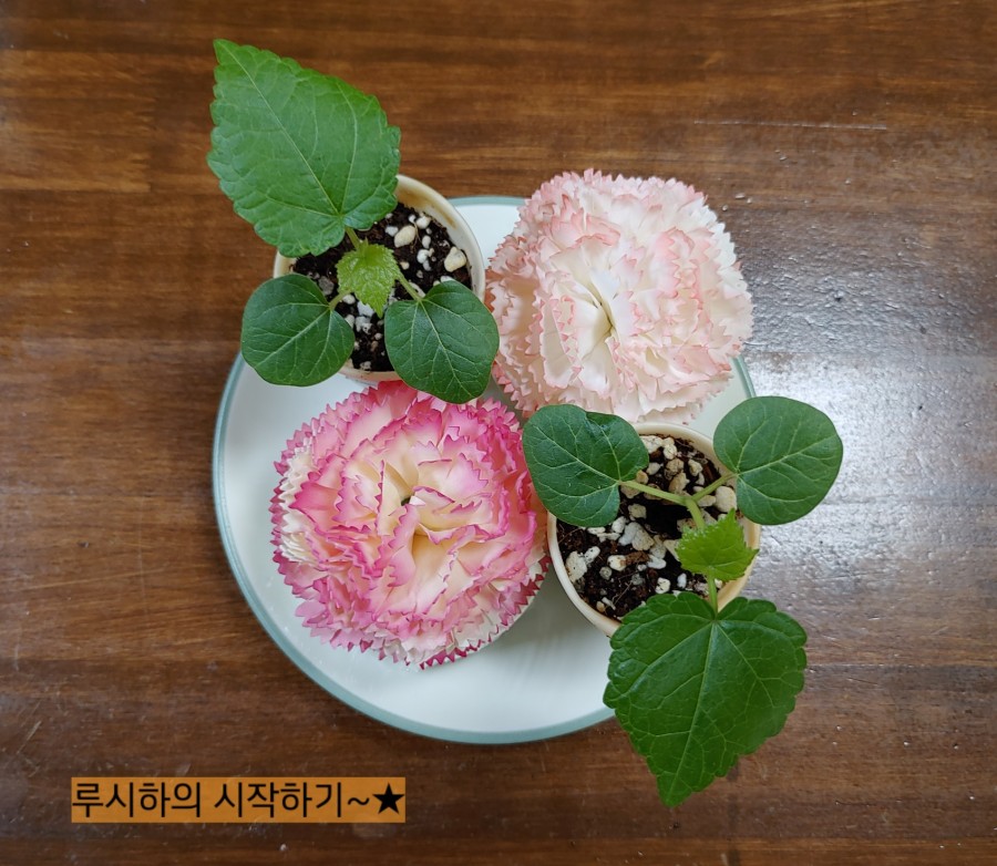 루덴스랩 이미지
