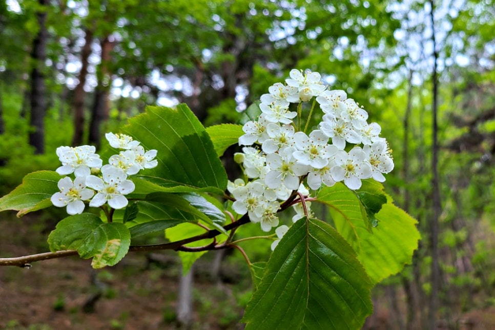 자연밸리 이미지