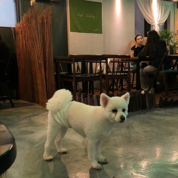 리벌티 이미지