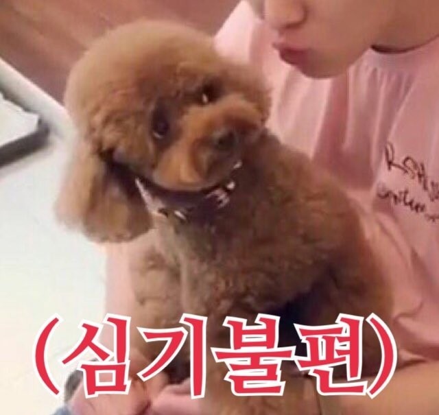 어도러블 이미지