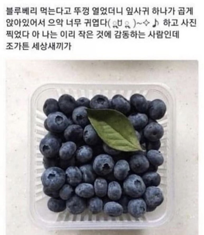행복한블루베리 이미지