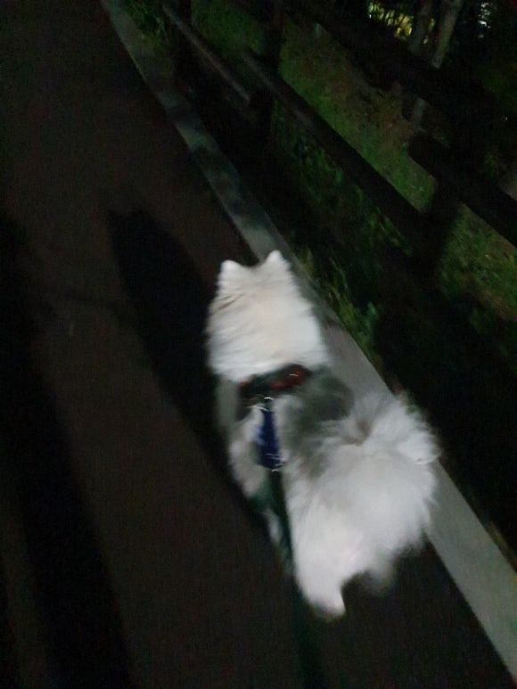 도도운수 이미지