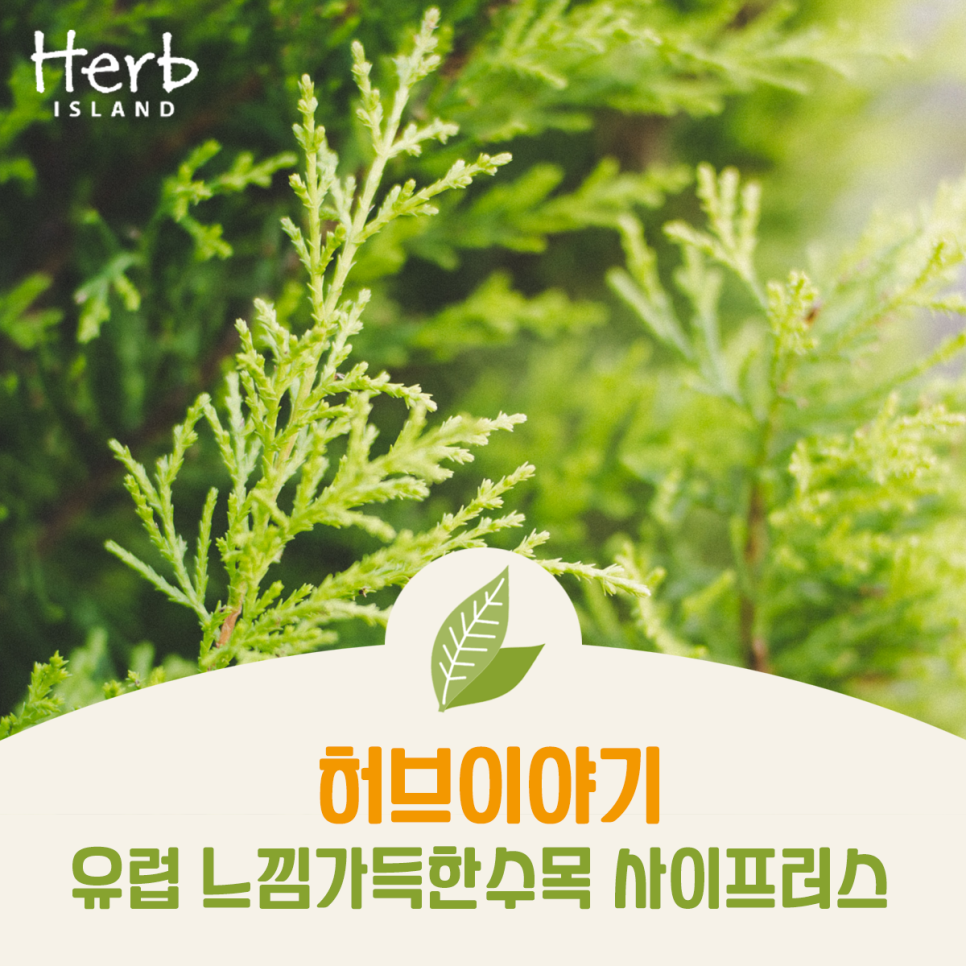 허브이야기 이미지