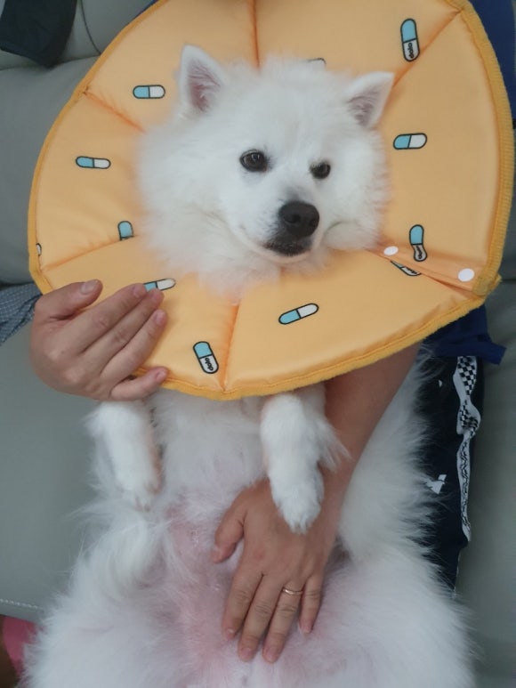도도운수 이미지