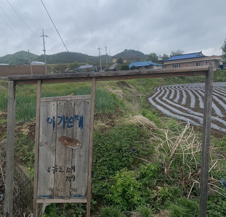 이가본때 이미지