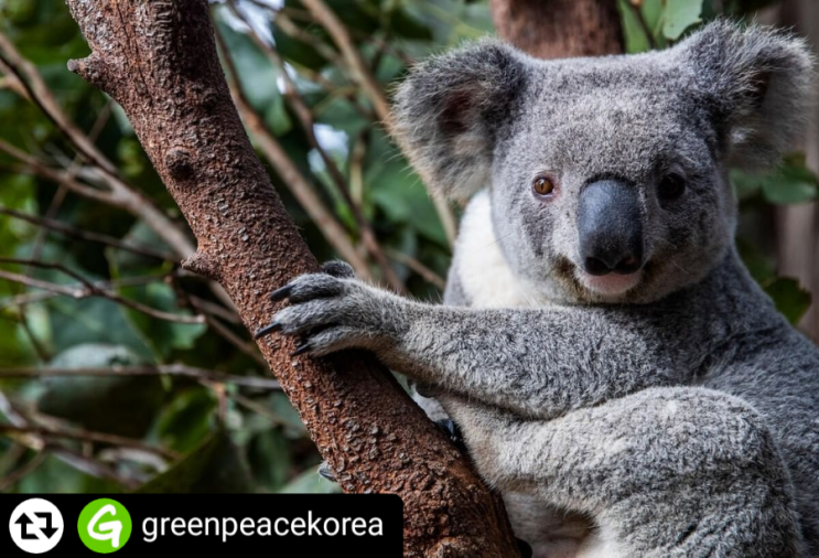 5월 3일, 오늘은 '국제 야생 코알라의 날'(World Koala Day)입니다. 🐨 : 네이버 블로그