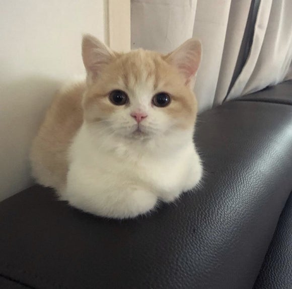 폰다방 이미지
