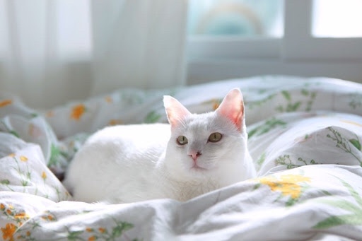 아이디랩 이미지