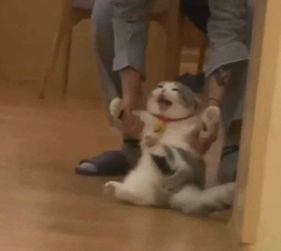 에이피유 이미지
