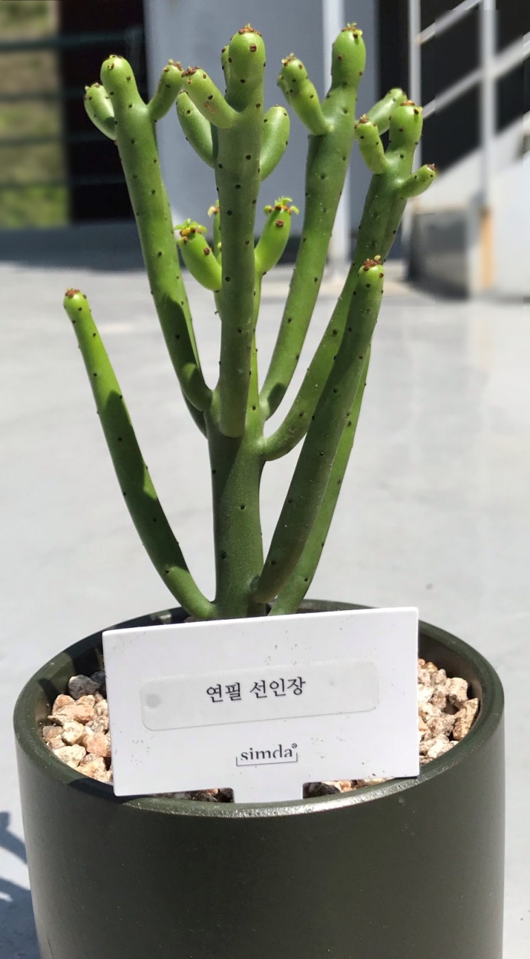 심다(simda) 이미지