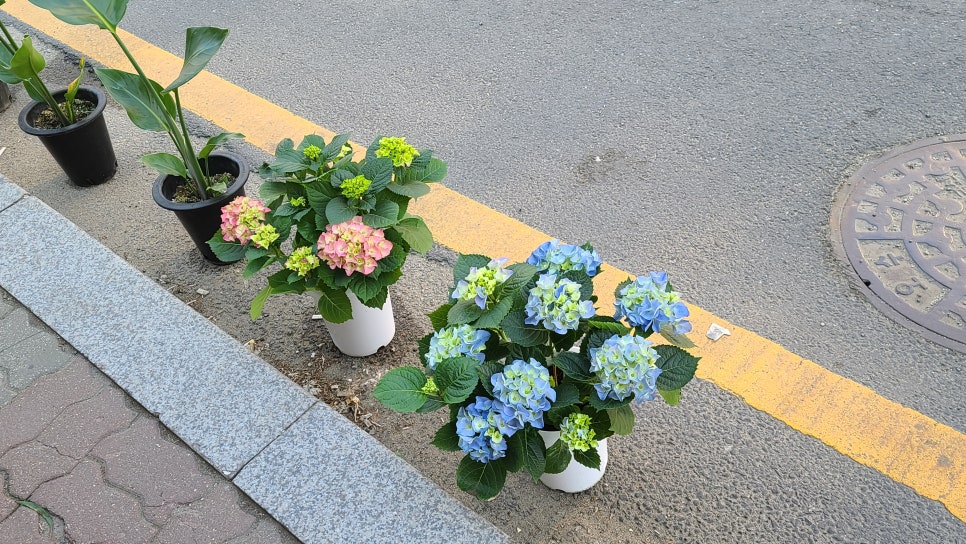 천사꽃집 이미지