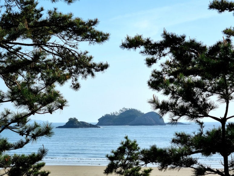 바다숲 풀내음 이미지