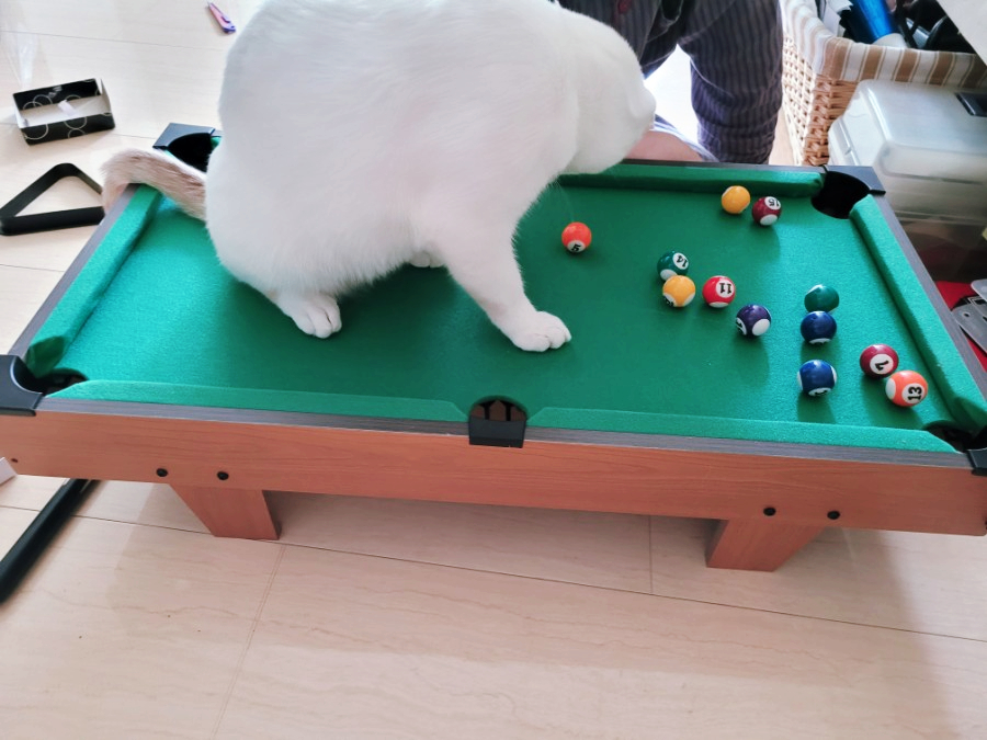 슬기로운당구생활 이미지