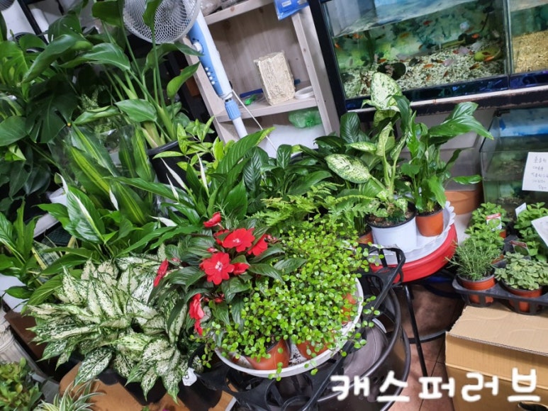 상록화원 이미지