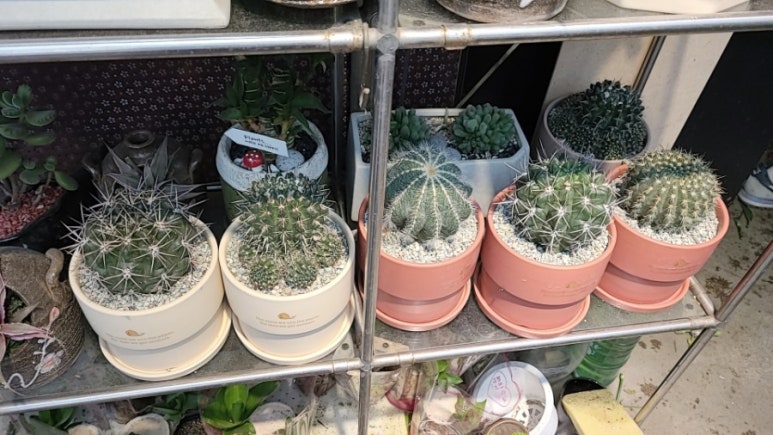푸른꽃마을 이미지
