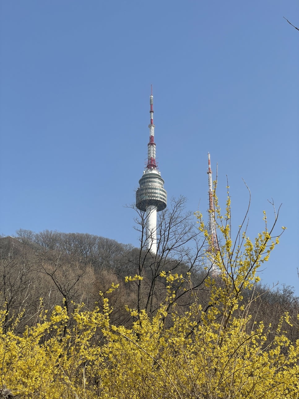 보니스 이미지
