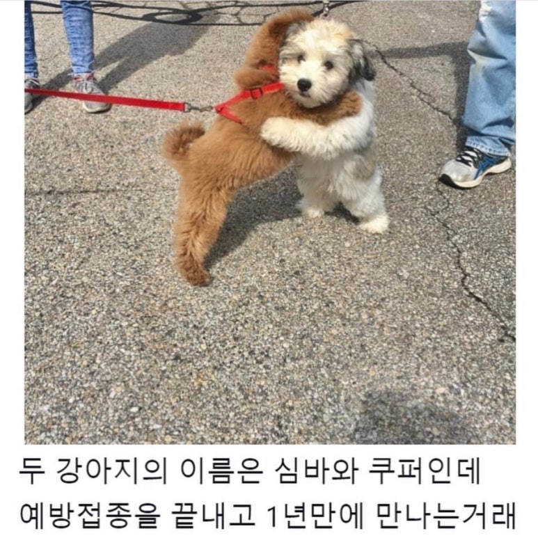 이지베 이미지