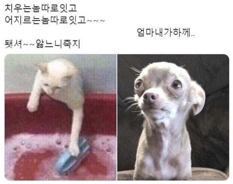 파스타술 이미지
